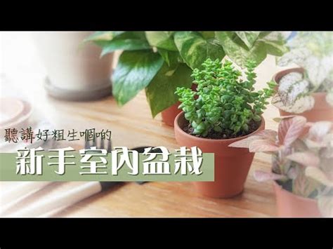 辦公室 水生植物|2024 最推薦的 15 款辦公室植物，好照顧、美觀又能幫助招財！